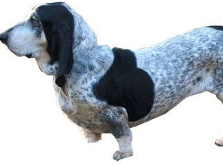 basset bleu de Gascogne